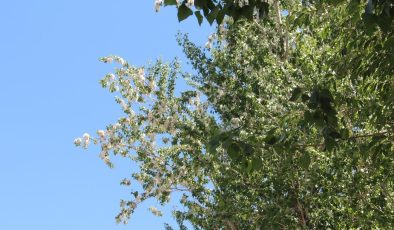 Uzmanlardan bahar alerjilerine karşı uyarı