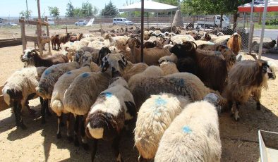 Vekaletle kurban kesim bedelleri açıklandı