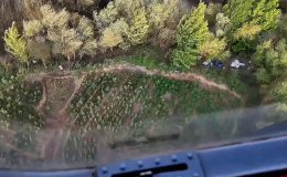 Diyarbakır’da yaklaşık bir buçuk milyon kök kenevir ve skunk ele geçirildi