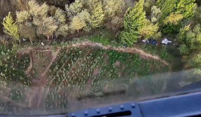 Diyarbakır’da yaklaşık bir buçuk milyon kök kenevir ve skunk ele geçirildi