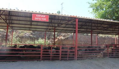 Kurban pazarlarında fiyatlar düşük olmasına rağmen talep azaldı