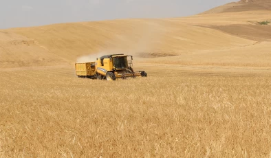 Batman’da verim yarı yarıya düştü!