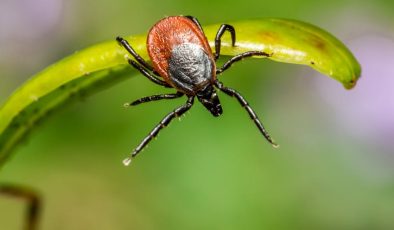 Diyarbakır’da sıcaklarla birlikte kene tehlikeside artıyor