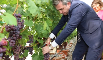 Topraksız kültürde üzüm ve maviyemiş hasadı