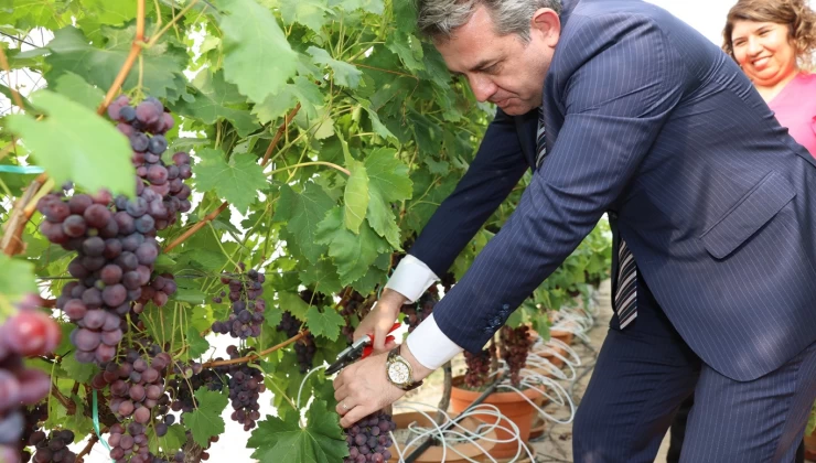 Topraksız kültürde üzüm ve maviyemiş hasadı