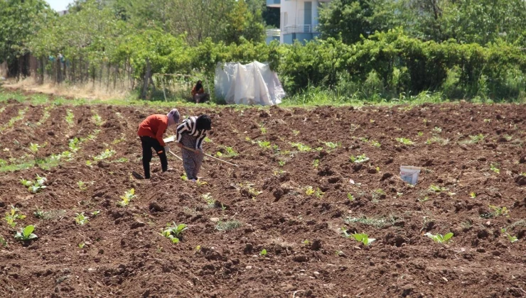 Batman’da kavurucu sıcakta tütün mesaisi: Ekmek parası için çalışıyoruz