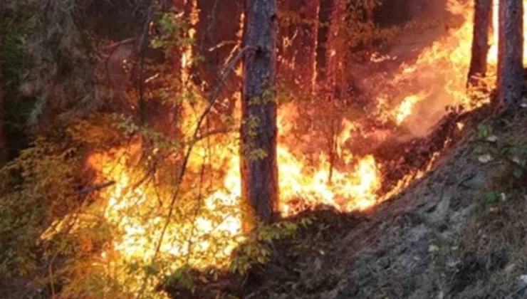 Kırklareli’nde orman yangını