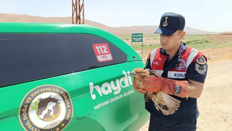 Yaralı halde bulunan şahin koruma altına alındı
