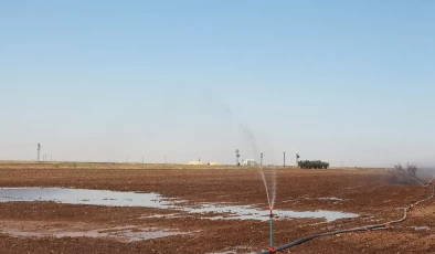 Dicle Elektrik: Yasaklamaya rağmen mısır ekimi su ve enerji kaynaklarında sorunlara yol açıyor