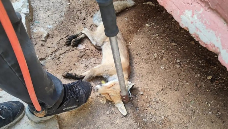 Siirt’in Kurtalan ilçesinde bahçeye giren tilki doğaya bırakıldı