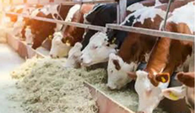 Hayvan desteklemeleri için başvuru süreci başladı