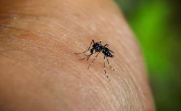 Chikungunya virüsü hızla yayılıyor