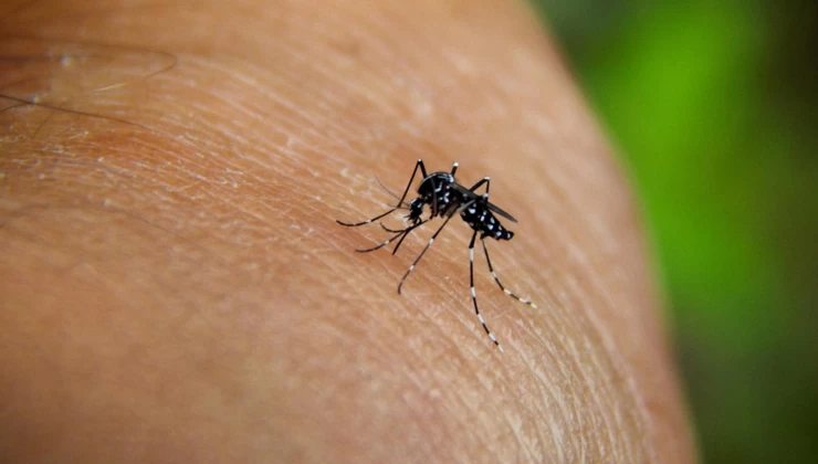 Chikungunya virüsü hızla yayılıyor