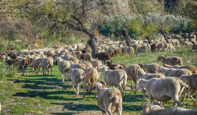 Yunanistan’da bir hayvan çiftliği koyun çiçeği korkusu nedeniyle karantinaya alındı