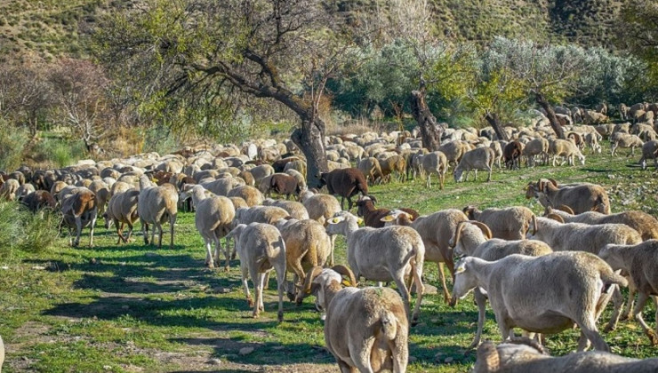 Yunanistan’da bir hayvan çiftliği koyun çiçeği korkusu nedeniyle karantinaya alındı