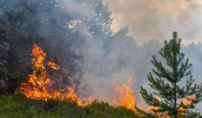 Türkiye’de çıkan 5 bin 231 yangında 64 bin 500 hektar alan zarar gördü