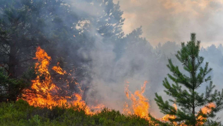 Türkiye’de çıkan 5 bin 231 yangında 64 bin 500 hektar alan zarar gördü
