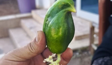 Diyarbakır’da şaşırtan salatalık