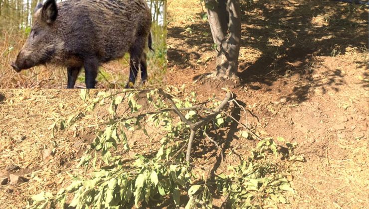Bingöl’de domuzlar bahçelere dadandı
