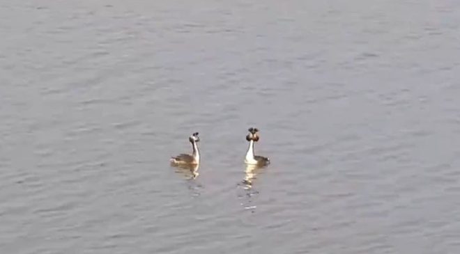 Doğanın zarif kuşu Bahri (Podiceps cristatus) objektiflere yansıdı