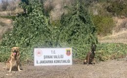 Şırnak’ta uyuşturucu operasyonu: 5 gözaltı