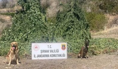 Şırnak’ta uyuşturucu operasyonu: 5 gözaltı