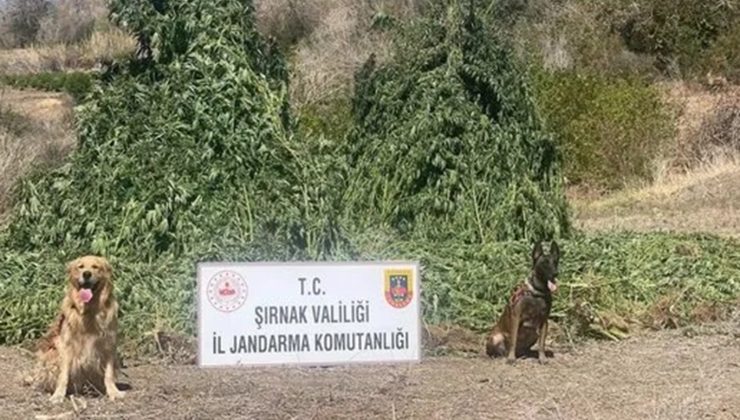 Şırnak’ta uyuşturucu operasyonu: 5 gözaltı