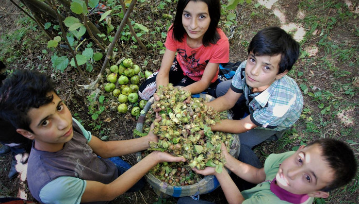 Türkiye, 8 ayda fındık ihracatından 1,4 milyar dolar kazandı