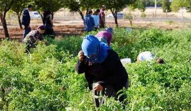 Diyarbakır’da Yerel Tohum Hasadı Başladı