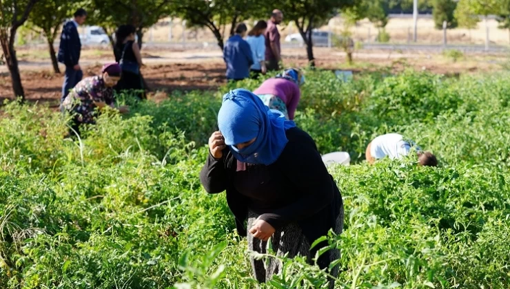 Diyarbakır’da Yerel Tohum Hasadı Başladı