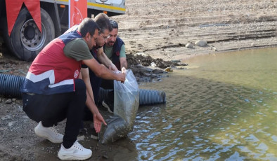 Bingöl’de barajlara 1 milyon 470 bin sazan yavrusu bırakıldı