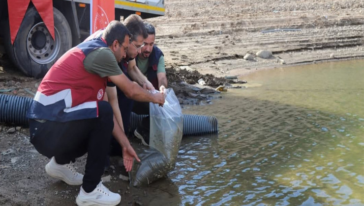 Bingöl’de barajlara 1 milyon 470 bin sazan yavrusu bırakıldı