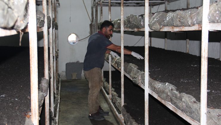 Batman’da eski inşaat işçisi kendi kültür mantarı tesisini kurdu