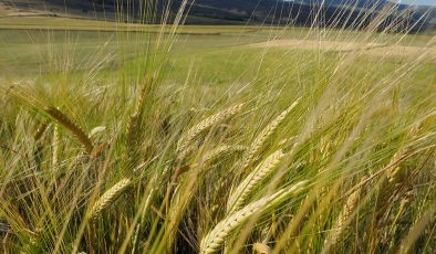 Dünyanın en büyük arpa üreticileri açıklandı