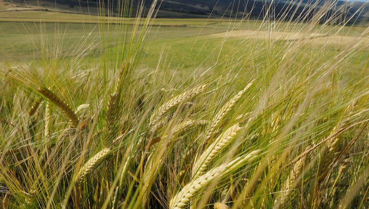 Dünyanın en büyük arpa üreticileri açıklandı
