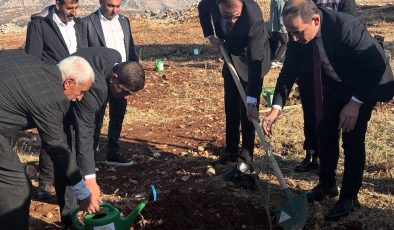 Şırnak’ta çiftçilere 4 bin zeytin fidanı dağıtıldı