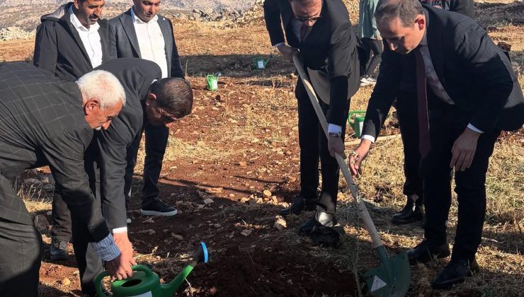 Şırnak’ta çiftçilere 4 bin zeytin fidanı dağıtıldı