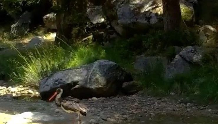 Doğanın siyah incisi kara leylek foto kapanla görüntülendi