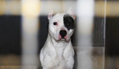 Yargıtay’dan pitbull cinsi köpek için emsal karar
