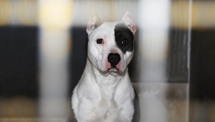 Yargıtay’dan pitbull cinsi köpek için emsal karar