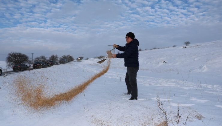 Sivas’ta kış şartlarında yaban hayvanlarına yem bırakıldı