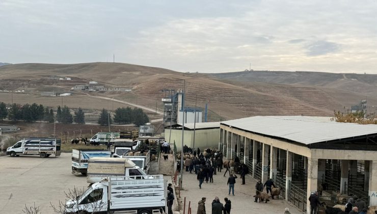 Siirt hayvan pazarı kapsamlı kontrollerin ardından yeniden açıldı