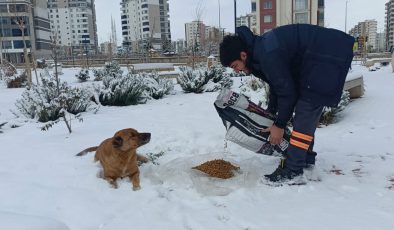 Kayapınar Belediyesi’nden Sokak Hayvanlarına Kar Seferberliği