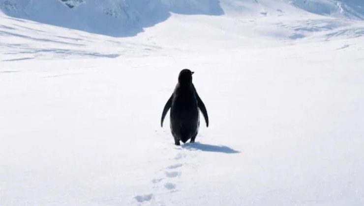 “Nihilist Penguen” Sosyal Medyayı Salladı: 18 Yıllık Belgesel Sahnesi Neden Gündem Oldu?