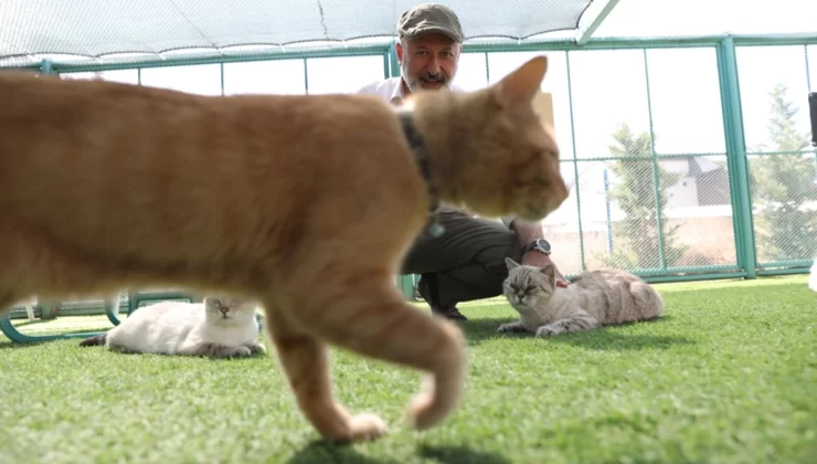 Küçük Dostlar Kedi Kasabası Rekor Ziyaretçi Sayısına Ulaştı