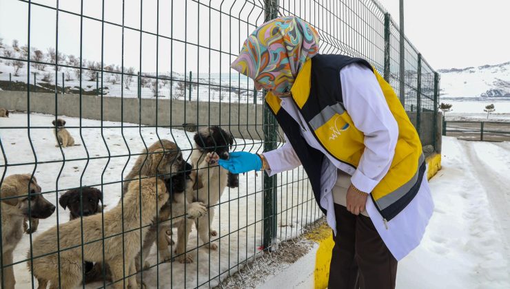 Van’da Sahipsiz Hayvanlara Şefkat Eli