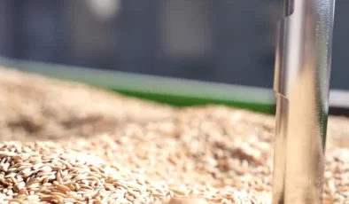 TMO, Çeltik Alımlarına Devam Ediyor