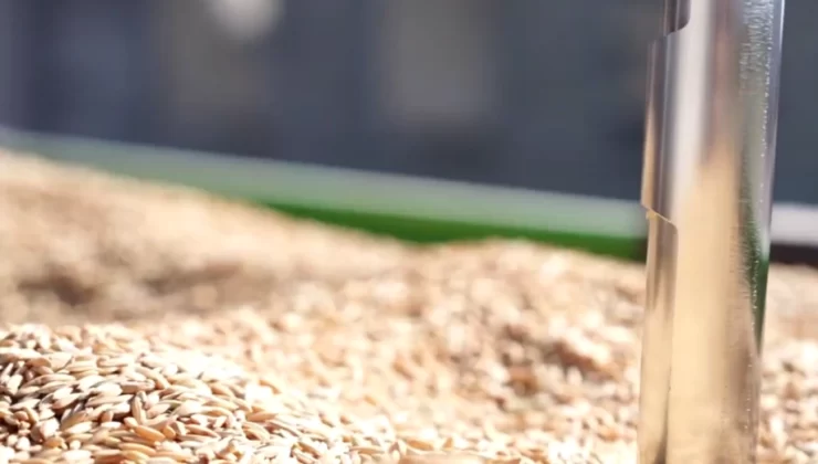 TMO, Çeltik Alımlarına Devam Ediyor