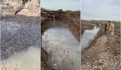 Dicle Nehri’ndeki sığ alanda mahsur kalan on binlerce balık kurtarıldı