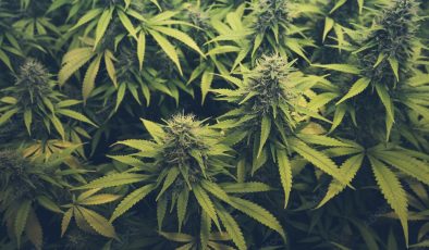 MİT ve Suriye narkotik birimlerinden ortak operasyon